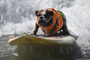 TOPSHOT-US-LIFESTYLE-SPORT-ANIMAL-DOG-SURF TOPSHOT-US-LIFESTYLE-SPORT-ANIMAL-DOG-SURF