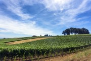 Vineyard and Sky Vineyard and Sky