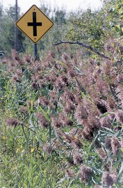 Plantes menaçantes - image 1.0 Le phragmite commun rencontré un peu partout au... (Photo : Pierre McCann, La Presse) - image 1.0
