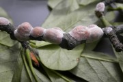 Vive le sédum d'automne - image 1.0 Si les invasions de cochenilles du magnolia se... (Photo: Claude Gélinas) - image 1.0