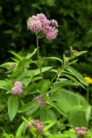 Asclépiade toxique - image 2.0 L'Asclepias incarnata se vend parfois au rayon des... (Photo: Archives La Presse) - image 2.0