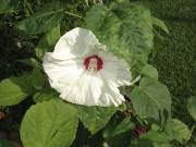 Pour éviter de perdre la carte - image 4.0 Les hibiscus vivaces comme ceux de la lignée... (Photo: Archives La Presse) - image 4.0