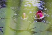 Des carpes dans le jardin d'eau - image 3.0 Des nénuphars dans une eau vive: un régal... (Photo Ivanoh Demers, La Presse) - image 3.0