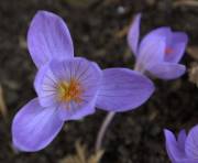 Les colchiques, surprises automnales - image 1.0 Le Crocus speciosus s'épanouit habituellement à partir de... (Photo: Alain Roberge, La Presse) - image 1.0
