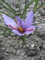 Les colchiques, surprises automnales - image 1.1 Le crocus produisant le célèbre safran est difficile... (Photo: Kempei, Wikimedia Commons) - image 1.1