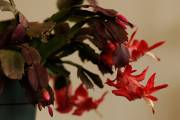 Fleurir sa maison en décembre - image 7.0 Le cactus de Noël est apparu il y... (Photo Pierre Gingras, La Presse) - image 7.0