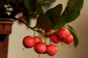 Fleurir sa maison en décembre - image 8.0 Le thé des bois présente de jolis fruits... (Photo Ninon Pednault, La Presse) - image 8.0