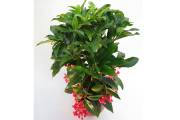 Fleurir sa maison en décembre - image 9.0 Ardisia crenata est offerte en décembre en raison... (Photo fournie par Planterra) - image 9.0