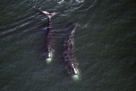 Right Whale Deaths 20170624 Right Whale Deaths 20170624