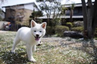 JAPAN-ANIMAL-DOGS-AKITA JAPAN-ANIMAL-DOGS-AKITA