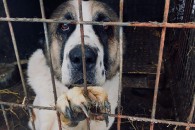 South Korea Dogs Rescued 20171213 South Korea Dogs Rescued 20171213