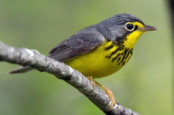 Les oiseaux migrateurs dans la ligne de mire de Trump
