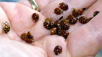 Invasion de coccinelles asiatiques Depuis trois ans, la maison d'Yvette Pratte est...