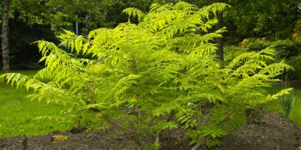 Attention aux arbres et arbustes drageonnants Le vinaigrier doré (Rhus typhina «Bailtiger» Tiger Eyes)... (Photo Robert Mailloux, La Presse)