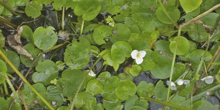 Plantes menaçantes L'hydrocharide grenouillette peut couvrir des canaux entiers au... (Photo : Environnement Canada)