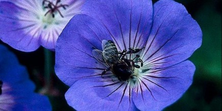 Géranium «Rozanne»: une machine à fleurs Vous serez incapable de différencier le géranium «Rozanne»... (Photo fournie par Darwin Plants)