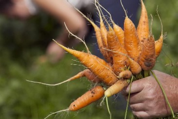 Carottes d'hiver Si vous laissez quelques carottes dans le potager... (Photo: David Boily, La Presse)