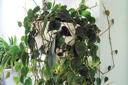 La plus facile des plantes d'intérieur? Si on lui en laisse la chance, le... (Photo: www.jardinierparesseux.com)