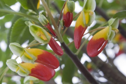 Un perroquet en fleur L'impatiente perroquet produit des fleurs qui rappellent la... (Photo: Ivanoh Demers, La Presse)
