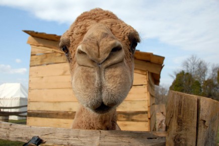 Un peu de lait de chamelle? Le lait de chamelle est riche en acide... (Photo: AP)