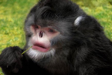 Découverte d'une nouvelle espèce de singe au nez retroussé
