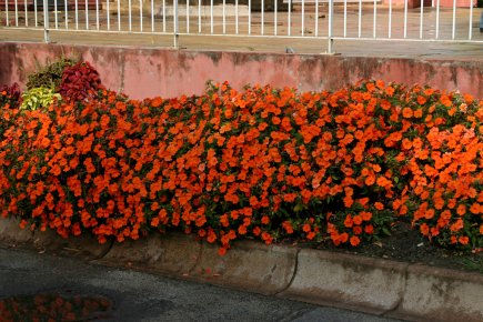 Fleur fanées: couper ou ne pas couper? De nos jours, il n'est plus nécessaire de... (Photo www.jardinierparesseux.com)