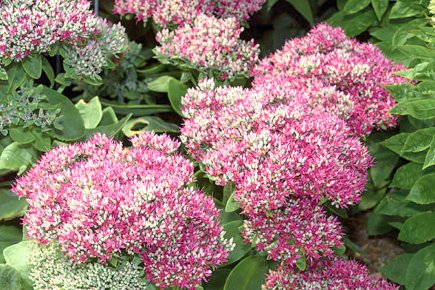 Vive le sédum d'automne Sedum 'Autumn Fire' remplace la vieille variété 'Autumn... (Photo Proven Winners)