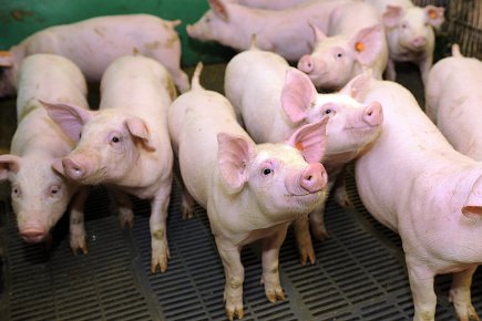 Industrie porcine: quand exportation rime avec subvention En 2011, le Québec a exporté du porc... (Photothèque Le Soleil, Erick Labbé)