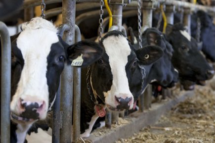Agriculture: pas de répit malgré une hausse des revenus Les producteurs bovins s'en tirent avec une augmentation... (Photo: Alain Roberge, Archives La Presse)