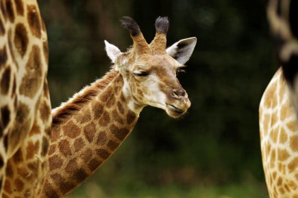 Fuyant braconniers et prédateurs, ces girafes ont trouvé... (Photo: Tim Chong, Reuters)