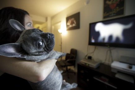 Les chiens ont maintenant une chaîne de télévision... (Photo Gregory Bull, AP)