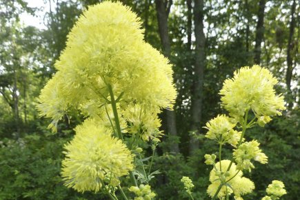 Pour éviter de perdre la carte Le magnifique pigamon jaune (Thalictrum flavum) est considéré... (Photo: Pierre Gingras)