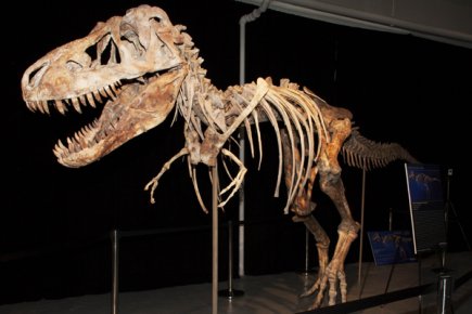 Ce squelette de tyrannosaure de 70 millions d'années... (Photo: AFP)