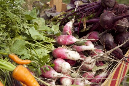 La partage de plantes simplifié par le web Grâce au site Plantcatching.com, on peut offrir ou... (Photo: David Boily, Archives La Presse)