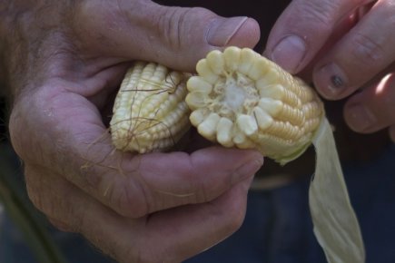 Prix du maïs: les éleveurs touchés, les producteurs encouragés Dans le Midwest américain, des hectares subissent des... (Photo Reuters)