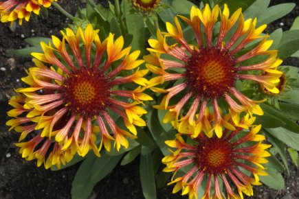 Pour un été fleuri Les gaillardes sont aussi de celles qui fleurissent... (PHOTO RÉMI LEMÉE, LA PRESSE)