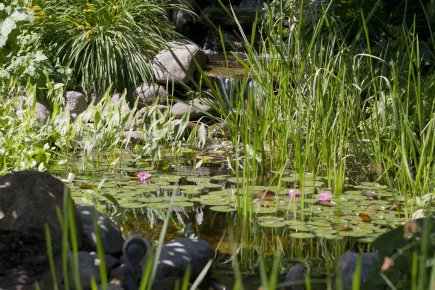 Des carpes dans le jardin d'eau Dans cet étang aménagé en 2003, on retrouve... (Photo Ivanoh Demers, La Presse)