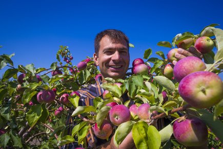 Déjà des pommes du Québec «On a deux semaines d'avance, c'est vraiment, vraiment... (Photo: André Pichette, La Presse)