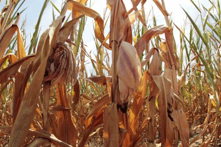 Les prix des aliments grimpent de 6% en juillet Aux États-Unis, les perspectives de récoltes de maïs... (PHOTO JOHN SOMMERS, REUTERS)