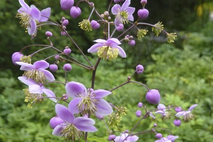 Étoiles du mois d'août Le pigamon de Rochebrune produit de nombreuses fleurs... (Photo: Pierre Gingras, La Presse)