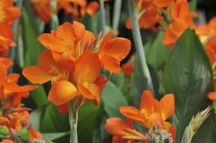 Fleurs et plantes: la rentrée Les rhizomes de plusieurs nouvelles variétés de cannas,... (Photo: Pierre Gingras, La Presse)