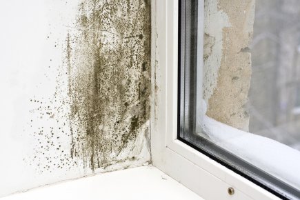 Moisissures: tests de labo? «La seule façon de connaître la condition fongique... (Photos.com)