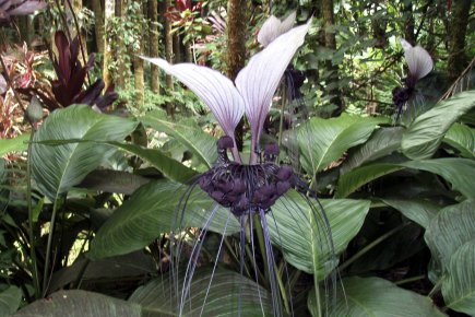 La beauté du diable Certains taccas, comme l'espèce Tacca intergrifolila, produisent de... (Photo: Brocken Inaglory, Wikimedia Commons)