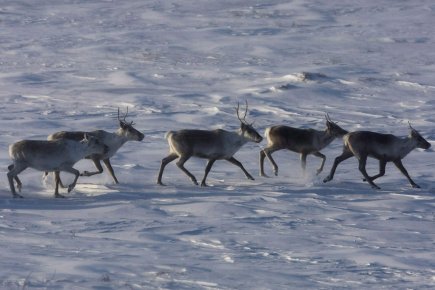 Projet minier sous la loupe du PCC: les caribous en danger Ce projet pourrait rapporter plusieurs milliards de dollars... (Photo : Nathan Denette, archives PC)