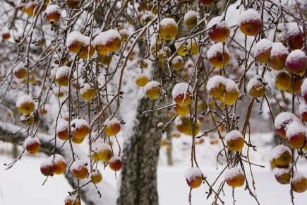 La spectaculaire croissance du cidre La relance de l'industrie du cidre a eu lieu dans... (Photo Martin Chamberland, archives La Presse)