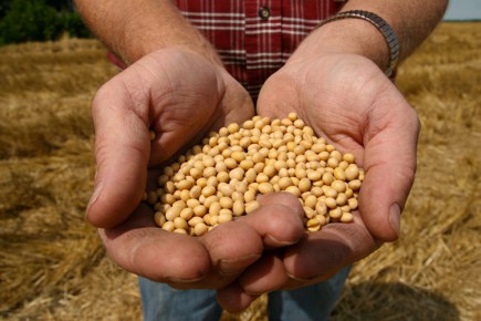 Depuis la récolte de 2003/04, Monsanto a exigé... (Photo: AP)