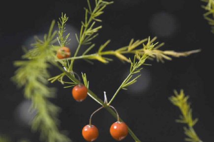 Les plaisirs de l'aménagement comestible L'asperge est une plante vivace, qui se pare... (Photo Archives La Presse)