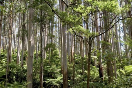 L'or ne pousse pas dans les arbres... mais il y grimpe Il n'existe à ce jour aucune preuve absolue... (Photo archives Getty)