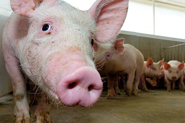 Industrie porcine au Québec : plus de cochons que jamais  Annie Morin  Agro-alimentaire