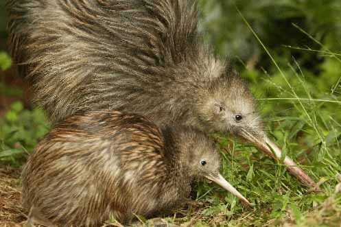 Résultat de recherche d'images pour "kiwi oiseau"